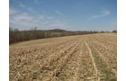 Property photo 6 - 137 Acres in 2 Tracts - 64 Tillable Acres, Potential Building Sites, Hunting